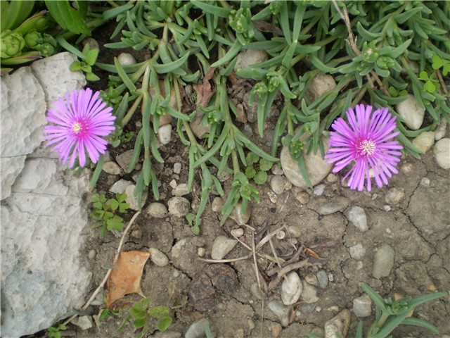 delosperma